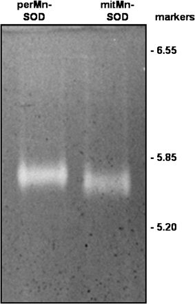 Isoelectric focusing of perMn-SOD and mitMn-SOD from watermelon cotyledons. Runs were performed on 4.85% acrylamide gels with ampholytes in the pH 5–7 range, and loading 1 μg of protein per lane. Markers are indicated on the right.