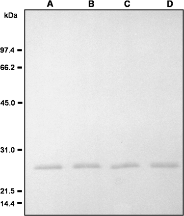 Dissociation of perMn-SOD under denaturing conditions. Pure enzyme (100 ng) was incubated in the presence of 5 mM DTT at room temperature for 0 min and at 100 °C for 5, 10, and 20 min. Then, samples were assayed by western blot using an antibody against Mn-SOD from pea leaves (1/1000 dilution). A, room temperature, 0 min; B, 100 °C, 5 min; C, 100 °C, 10 min. D: 100 °C, 20 min.