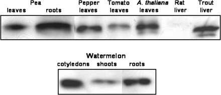 Cross-reactivity of the antibody against pea leaf Mn-SOD with cell-free extracts from plant and animal sources. Proteins were separated by SDS–PAGE in 12% acrylamide gels. The antibody to Mn-SOD from pea leaves was used at a 1:1000 dilution. The samples assayed included: watermelon cotyledons, shoots and roots; pea leaves and roots; pepper leaves; tomato leaves; A. thaliana leaves; rat liver; and trout liver. Crude extracts were prepared as described in the Materials and methods. For each sample, 10 μg protein was loaded.