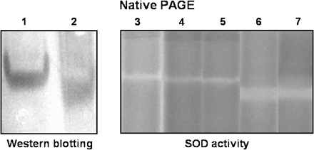 Electrophoretic pattern of purified perMn-SOD and mitMn-SOD from watermelon cotyledons in native gels. 1, Purified perMn-SOD (1 μg); 2, partially purified mitMn-SOD (1 μg); 3, purified perMn-SOD (80 μg); 4, whole peroxisomes from watermelon cotyledons (50 μg); 5, peroxisomal membranes from watermelon cotyledons (25 μg); 6, mitochondria from watermelon cotyledons (50 μg); 7, partially purified mitMn-SOD (10 μg). Subcellular fractions from watermelon cotyledons were purified as indicated in the Materials and methods. A 1:1000 dilution of the antibody against pea leaf Mn-SOD was used.