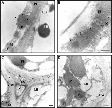 Immunogold electron microscopy localization of Mn-SOD in watermelon cotyledons. Arrows show the localization of Mn-SOD indicated by the detection of the 15 nm gold particles. (A–C) Micrographs showing labelling with the antibody raised against Mn-SOD from pea leaves (dilution 1:500). (D) Micrograph of the tissue incubated with the pre-immune serum. CW, cell wall; ES, extracellular space; LB, lipid body; M, mitochondria; P, peroxisome; Pl, plastid; PB, protein body. Bars represent 1 μm.