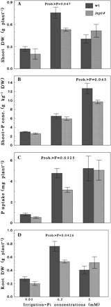 Effects of different irrigation-Pi concentrations on growth and Pi nutrition of Micro-Tom wt and the lept4 mutant grown in soil-less media. The wild type and the mutant were grown in soil-less media supplemented with 0.05, 0.5, and 5 mM Pi concentrations. The data are presented for (A) shoot dry weight (DW), (B) shoot-P concentration, (C) P uptake, and (D) root DW. Probability >F is given on top of the bar when the differences between wt and the mutant were significantly different. Values are mean ±SE, n=5.