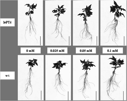 Effects of different solution-Pi concentrations on shoot and root growth of hydroponically grown Micro-Tom wt and lept4 mutant. Photographs are representatives of the wt and the mutant for each of the treatments. Scale bar=6 cm.