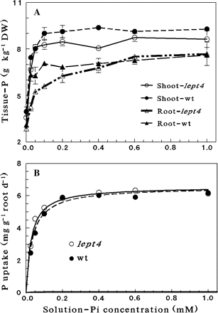 Effects of solution-Pi concentrations on shoot- and root-P concentrations and on P uptake in hydroponically grown Micro-Tom wt and the lept4 mutant. Data are presented for (A) shoot- and root-P concentrations of the two genotypes as a function of Pi concentration; (B) total P uptake as a function of Pi concentration. The predicted Fmax and Km values of the Michaelis–Menten equation (SE of each parameter is indicated in parenthesis): 6.5 (0.13) mg g−1 root d−1 and 0.027 (0.0039) mM Pi for lept4, and 6.5 (0.15) mg g−1 root d−1 and 0.033 (0.0042) mM Pi for the wt, respectively. Values are mean ±SE, n=5.