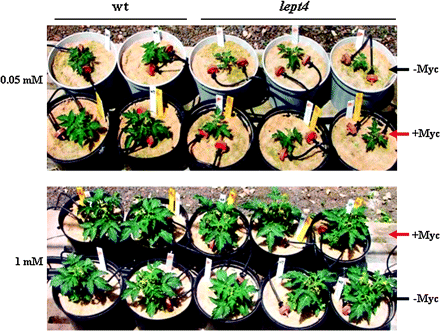 Responses of Micro-Tom wt and lept4 mutant to mycorrhizal infection during growth under irrigation-Pi concentrations of 0.05 mM and 1 mM. +Myc represents sand-based mycorrhizal inoculum containing Glomus intraradices, whereas –Myc indicates the control plants which were not infected with mycorrhizal fungi.