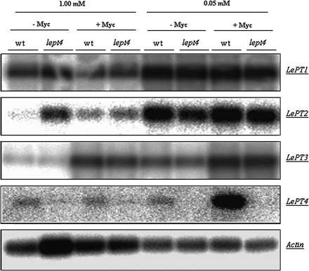 Semi-quantitative RT-PCR coupled with Southern blot analysis (referring to Burleigh, 2001) to evaluate the effects of varying Pi concentrations on the expression of tomato Pi transporters. Fifteen cycles of RT-PCR were performed to amplify the Pi transporter transcripts from tomato (LePT1, LePT2, LePT3, and LePT4), which were subsequently hybridized with their respective cDNA probes for Southern blot analysis. Intensity of actin signal shows the relative amount of initial total mRNA which was amplified by PCR in the linear phases.