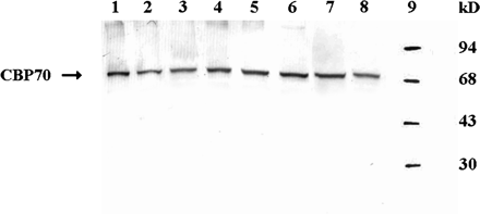 Western immunoblot detection of CBP70 in crude protein extracts from various parts of 4-d-old etiolated maize seedlings. Crude protein extracts were analysed by SDS-PAGE. The samples loaded were equalized in the amounts of CBP70 on the basis of sandwich ELISA data. Blots were probed with mouse anti-CBP70 mAb, and the antibody was detected using the secondary anti-mouse antibody conjugated with alkaline phosphatase. Lane 1, root meristem; lane 2, root elongation zone; lane 3, root differentiation zone; lane 4, zone of lateral root formation; lane 5, first leaf; lane 6, node; lane 7, coleoptile; lane 8, mesocotyl; lane 9, molecular weight standards.