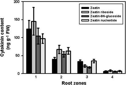 Cytokinin content in roots of 4-d-old etiolated maize seedlings. Root zones: 1, meristem; 2, elongation zone; 3, zone of differentiation; 4, zone of lateral root formation. Mean values ±SE (n = 9).
