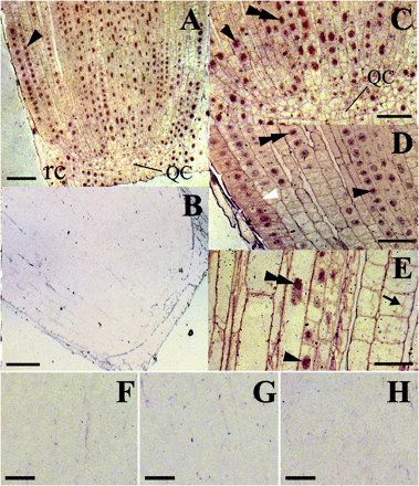 Immunolocalization of CBP70 on longitudinal sections of the root tip of etiolated maize seedlings. LR White-embedded tips (0–2 mm) of the main root from dark-grown 4-d-old maize seedlings were used. (A, C–E) Sections were incubated with mouse anti-CBP70 mAbs, biotinylated anti-mouse antibodies, and streptavidin–alkaline phosphatase conjugate without counterstaining. (B, F) A negative control: sections incubated without primary antibody. Root cells treated with non-immune serum (G) or with mouse monoclonal antibodies raised against a protein which is absent in plants (anti-Myc antibody; H), instead of with mAb against CBP70, were also not stained. (A) CBP70 was detected in the nuclei (black arrowhead) and the cytoplasm of meristematic cells and in nuclei of the root cap (rc) cells. (C) A 3-fold magnified view of the lower part of (A). Nuclei and cytoplasm of the quiescent centre (QC) cells contain much less CBP70, as compared with meristematic cells. CBP70 accumulated in nuclei (black arrowhead), with the highest concentration in nucleoli (black double arrowhead). (D) The root cortex in the region of provascular tissue development. The highest accumulation of CBP70 was detected in nuclei (black arrowhead), mainly in nucleoli (black double arrowhead). The CBP70 concentration in the cytoplasm is especially high in proepidermal and epidermal cells (white arrowhead). (E) Root central cylinder, elongation zone. CBP70 is localized in nuclei, mainly in nucleoli (black double arrowhead) and in cytoplasmic strands (black arrow) of elongating cells. Scale bars are 75 mm (A, B) and 25 mm (C–H).