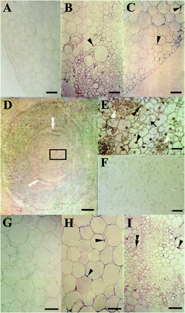 Immunolocalization of CBP70 on cross-sections of mesocotyl (A–C), node (D–F), and coleoptile (G–I) of etiolated maize seedlings. LR White-embedded tissues from dark-grown 4-d-old maize seedlings. (B–E, H, I) Sections were incubated with mouse anti-CBP70 mAbs, biotinylated anti-mouse antibodies, and streptavidin–alkaline phosphatase conjugate. (A, F, G) A negative control: sections incubated without primary antibody. (B) Vascular bundle of the mesocotyl. CBP70 is seen in nuclei (black arrowhead) of phloem cells. (C) Parenchyma of the mesocotyl. CBP70 is localized in the nuclei (black arrowheads), mainly in nucleoli of parenchymal cells. (D) Stem apex region of the node. The highest accumulation of CBP70 is detected in actively dividing cells of the leaf blade edges (white double arrowheads). (E) Detail of (D): stem apex. The cytoplasm and nuclei of small cells at the sites of cell division are well stained (white arrowheads). In largely vacuolated parenchyma cells, nuclei (black arrowhead), especially nucleoli, and cytoplasmic strands (black arrow) are stained. (H) Cross-section of the coleoptile parenchyma. CBP70 is localized in nuclei adjacent to the cell wall (black arrowheads) and in nucleoli. (I) Cross-section of the coleoptile vascular tissue. CBP70 is localized in nuclei (black arrowheads), mainly in nucleoli (black double arrowhead). Scale bars are 50 mm (A–C, G–I), 200 mm (D), and 25 mm (E, F).