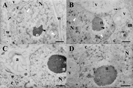 Subcellular localization of CBP70. Ultrathin sections obtained from the root meristem (A, C) and leaf cells (B, D) of 4-d-old etiolated maize seedlings were treated with mouse anti-CBP mAbs (A, B) or with non-immune serum (C, D), biotinylated anti-mouse antibodies, and streptavidin–gold (15 nm). CBP70 is localized in the cytoplasm (black arrows), nucleoplasm (white arrowheads), and nucleolus (black arrowheads). N, nucleus; n, nucleolus; m, mitochondria; c, cytoplasm; a, amyloplast; v, vacuole; w, cell wall. Scale bars are 1 μm.