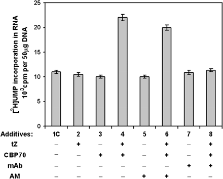 Cytokinin-dependent activation of transcript elongation in vitro by CBP70 from etiolated maize seedlings. The effects of CBP and trans-zeatin (tZ) on RNA synthesis were studied in the transcription elongation system containing RNA polymerase I associated with chromatin isolated from barley leaves. The effects of the following substances added to the reaction medium (100 μl) were studied: CBP70 (20 μg), mAb (20 μg) raised against CBP70, AM, α-amanitin (4 μg ml−1), and tZ (10−7 M),