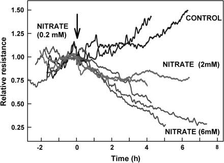 Changes in the relative hydraulic resistance of LN-grown intact sunflower plants in response to changes in nitrate concentration. Hydraulic resistance was measured using the root pressure chamber technique; values are scaled relative to the value at the time of when the experimental treatments were imposed. Concentrated stock solution was added to the hydroponic solution (at time=0) so that the concentration of nitrate supplied to the roots increased from 0.2 mM to 2 mM or 6 mM. Separate runs of plants with no addition of nitrate served as control.
