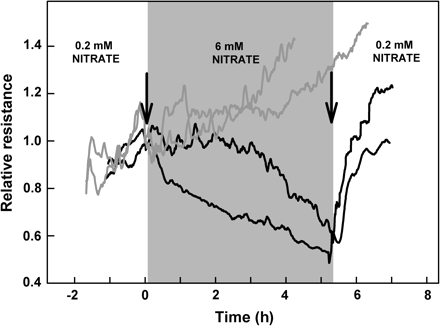 Hydraulic resistance in response to both increases and decreases in nitrate levels (arrows) for two sunflower plants (black lines). Hydraulic resistance decreased following an increase in nitrate concentrations from 0.2 mM to 6 mM and then recovered quickly upon return to a 0.2 mM nitrate solution. Hydraulic resistance was measured in vivo using the root pressure chamber technique; values are scaled relative to the value at the time of when the first experimental treatment was imposed. To aid comparison, data from two control plants (grey lines) are reprinted from Fig. 2.