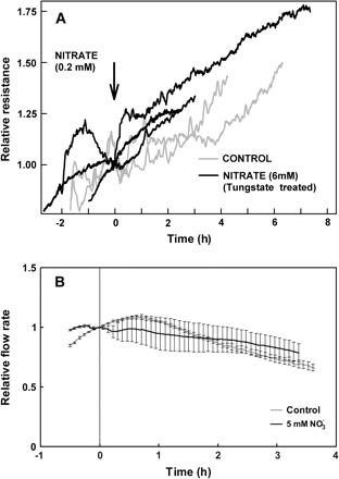 Response of root hydraulic properties of plants previously exposed for 20 h to sodium tungstate, an inhibitor of nitrate reductase, to increases in nitrate concentration supplied to the roots. (A) Changes in the relative hydraulic resistance of intact sunflower plants in response to changes in nitrate concentration as measured by the root pressurization technique. Root hydraulic resistance of tungstate-treated plants was unaffected by an increase of nitrate concentration from 0.2 mM to 6 mM (addition indicated by arrow). Values are scaled relative to the value at the time of nitrate addition (arrow); to aid comparison, the time-course of two control plants are reprinted from Fig. 2. (B) Relative flow rate of water through detached roots of sunflower plants in response to an external (175 kPa) pressure gradient. Data were normalized relative to the flow rate measured at the time of nitrate addition (time zero). Shown are means of three plants; error bars represent 2 SE.