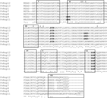 Multiple alignment of the Vitis vinifera Rop deduced amino acid sequences. Identical residues are indicated by an asterisk. Distinct functional domains are designed according to Zheng and Yang (2000): GTPase domains (I and III), GDP/GTP-binding domains (IV and VI), effector domain (II), RHO insert region (V), and membrane localization domain (VII) or hypervariable region (HVR). In the VII domain, residue C (underlined) is conserved in all GTPases, and the geranylgeranylation motif CaaL is present except in VvRop9 (in which the isoprenylation motif is not present) and in VvRop11, which displays instead the CaaX (the terminal X can be any amino acid except L) farnesylation motif. The four motifs (SNK, SYR, SKK, and SSK/SAK) shown in bold are putative serine/threonine-dependent phosphorylation sites. Variations in these phosphorylation sites are observed between the different Rop GTPases. Residues shown by arrows are putatively involved in Rop/Rop–GDI interaction by homology with animal GTPase data.