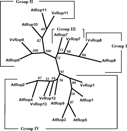 Bootstrap consensus tree from the parsimony analysis showing the phylogenetic relationship among the seven Vitis vinifera Rop sequences, and the 11 A. thaliana Rop sequences. The four groups identified previously for AtRop sequences (Zheng and Yang, 2000) are shown. GenBank accessions numbers for the sequences are as follows: AtRop1 (AAC78390); AtRop2 (AAC78391); AtRop3 (AAF40237); AtRop4 (AAF40244); AtRop5 (AAF40245); AtRop6 (AAF40242); AtRop7 (AAF40241); AtRop8 (AAD42972); AtRop9 (AAF40246); AtRop10 (AAF40247); AtRop11 (BAB10857). The numbers on the branches indicate the number of times the partition of the species into the two sets which are separated by that branch occurred among the trees, out of 100 trees.
