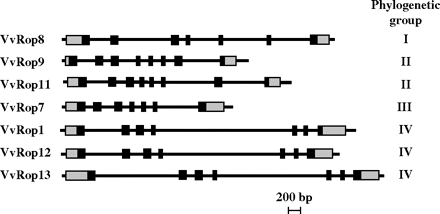 Molecular organization of the seven Vitis vinifera Rop GTPases. Coding regions are shown as dark rectangles, untranslated regions as grey rectangles, and introns are represented by straight lines. The phylogenetic group to which each VvRop gene belongs (see Fig. 2) is noted on the right.