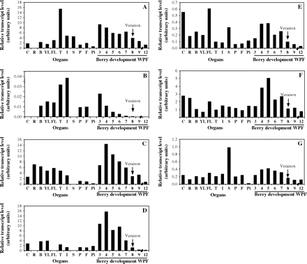 Transcript profiling of VvRops in various Cabernet Sauvignon grapevine organs and during berry development. Total RNAs were isolated from suspension cells (C), roots (R), buds (B), young expanding leaves (YL), fully developed leaves (FL), tendrils (T), inflorescences (I), stamens (S), pistils (P), flowers (F), pips (Pi), and 3–12-week post-flowering (WPF) berries. VvRop transcript levels were normalized to EF1-α transcript level used as an endogenous reference (for correcting results from differing amounts of input RNA), and expressed as arbitrary units. (A) VvRop1; (B) VvRop7; (C) VvRop8; (D) VvRop9; (E) VvRop11; (F) VvRop12; (G) VvRop13. Veraison is indicated by an arrow.
