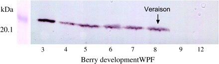 Western blot analysis using anti-Rop GTPase antibodies with protein extracts from a series of developing berries. Equal amounts of protein (33 μg) were loaded in each lane. Protein markers for the indicated molecular masses were co-separated and stained with Coomassie blue. Veraison is indicated by an arrow.