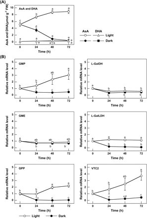 Effect of light on the AsA level and the expression of enzymes of the AsA biosynthesis pathway in Arabidopsis leaves. (A) AsA and DHA levels. Two-week-old Arabidopsis plants grown under 16 h of light at 100 μmol m−2 s−1 and 8 h of darkness were moved into the dark, or exposed to continuous light at 100 μmol m−2 s−1. The analysis started after 8 h of darkness (corresponding to the time of starting the light period), and then the leaves were extracted and assayed for the levels of AsA and DHA at the indicated times. Data are the mean values ±SD of three individual experiments (n=3). Different letters indicate significant differences (P <0.05). (B) Transcript levels of enzymes of the AsA biosynthesis pathway. Total RNA was extracted from the leaves of the above samples and then reverse transcribed into cDNA and used as templates for quantitative RT-PCR with specific primers designed from the coding sequences of the respective enzymes and Actin2, as detailed in the Materials and methods. For each sample, the transcript levels were normalized with those of Actin2. Data are the mean values ±SD of three independent experiments (n=3). Values without a common letter are significantly different according to t-test (P <0.05).