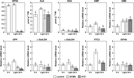 Effect of DCMU and ATZ inhibitors of photosynthetic electron transport on the PSII quantum yield (ΦPSII), the AsA level, and the expression of enzymes of the AsA biosynthesis pathway in leaves. Two-week-old Arabidopsis plants grown under 16 h of light at 100 μmol m−2 s−1 and 8 h of darkness were treated with 10 μM DCMU, 10 μM, ATZ or water (Control) during the dark period and then shifted to continuous light (100 μmol m−2 s−1) for the next 24 h. The above samples were analysed for the PSII activity, AsA levels, and transcript levels of the indicated enzymes by quantitative RT-PCR as detailed in the Materials and methods. The analysis started after 16 h of light (corresponding to the time of starting the dark period). Chlorophyll fluorescence parameters of leaves at the indicated times were measured with a chlorophyll fluorometer under the following conditions: 100 μmol m−2 s−1, 360 ppm CO2, 60% relative humidity at 25 °C. Data are the mean values ±SD of three individual experiments (n=3). Values without a common letter are significantly different according to t-test (P <0.05).