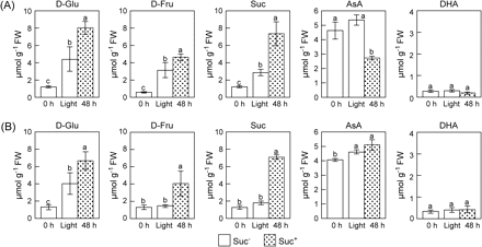 Effects of light and Suc on the levels of sugars and AsA in leaves of wild-type (A) and abi4/sun6 mutants (B). Two-week-old Arabodopsis plants and abi4/sun6 mutants grown under 16 h of light at 100 μmol m−2 s−1 and 8 h of darkness were transferred into a medium without Suc (Suc−) or with 0.5% (w/v) Suc (Suc+), and then moved into the dark. After 48 h of darkness, the plants were exposed to continuous light at 100 μmol m−2 s−1 for 48 h. At the indicated times, the leaves were extracted and assayed for the levels of D-Glu, D-Fru, Suc, AsA, and DHA. Data are the mean values ±SD of three individual experiments (n=3). Values without a common letter are significantly different according to t-test (P <0.05).