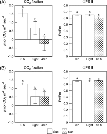 Effects of light and Suc on the CO2 fixation and the PSII quantum yield in leaves of wild-type (A) and abi4/sun6 mutants (B). Two-week-old Arabidopsis plants and abi4/sun6 mutants grown under 16 h of light at 100 μmol m−2 s−1 and 8 h of darkness were transferred into a medium without Suc (Suc−) or with 0.5% Suc (Suc+), and then moved into the dark. After 48 h of darkness, the plants were exposed to continuous light at 100 μmol m−2 s−1 for 48 h. Net CO2 fixation rates in leaves at the indicated times were measured with a photosynthesis measuring system under the following conditions: 100 μmol m−2 s−1, 360 ppm CO2, 60% relative humidity at 25 °C. Chlorophyll fluorescence parameters of leaves at the indicated times were measured with a chlorophyll fluorometer under the same conditions. Data are the mean values ±SD of five individual experiments (n=5). Values without a common letter are significantly different according to t-test (P <0.05).