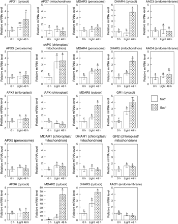Effects of light and Suc on the expression of enzymes of the AsA–GSH cycle in leaves of wild-type plants. Two-week-old Arabidopsis plants grown under 16 h of light at 100 μmol m−2 s−1 and 8 h of darkness were transferred into a medium without Suc (Suc−) or with 0.5% Suc (Suc+), and then moved into the dark (Dark). After 48 h of darkness, the plants were exposed to continuous light at 100 μmol m−2 s−1 (Light) for 48 h. At the indicated times, leaf samples were analysed for transcript levels of the indicated enzymes by quantitative RT-PCR as detailed in the Materials and methods. Data are the mean values ±SD of three individual experiments (n=3). Values without a common letter are significantly different according to t-test (P <0.05).