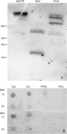 (A) Southern blot analysis of Musa acuminata ‘Williams’ total DNA cleaved with restriction enzymes Asp718 (lane 1), NcoI (lane 2), and PvuII (lane 3), and hybridized with a mixture of three DIG-labelled probes from rbcS-Ma3, rbcS-Ma5, and an rbcS pseudogene. (B) Dot blot analysis for the comparison of expression levels of rbcS-Ma5 and rbcS-Ma3 in young and old leaves. Serial dilutions of RNA were blotted on to two membranes, then probed with gene-specific DIG-labelled probes (rbcS-Ma5, top; rbcS350, bottom) developed from the 3′ non-coding region of each gene.