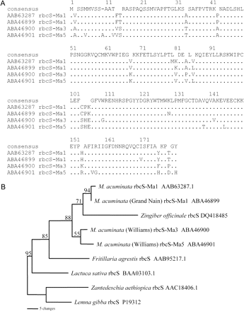 Amino acid sequence comparison of RbcS from Musa and other species. (A) Complete amino acid sequence alignment of RbcS-Ma1, RbcS-Ma3, and RbcS-Ma5, and a previously identified RbcS sequence from Musa together with the closest matches from other species. (B) Maximum parsimony distance tree of the RbcS amino acid sequences from Musa and related species. Tree length=148; number of characters=113; constant characters=45, parsimony uninformative characters=30; parsimony informative characters=38; consistency index=0.872; retention index=0.683. Numbers on branches represent bootstrap percentages (>50%) from 1000 full heuristic replications