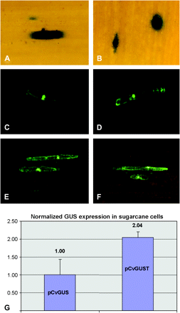 Transient promoter–reporter gene expression assays in wheat leaf cells following bombardment with constructs prbcS300GUS (rbcS-Ma1 promoter, A); prbcS300exGUST (rbcS-Ma1 promoter+polyadenylation region, B); prbcS250sGFP (rbcS-Ma3 promoter, C); prbcS350sGFP (rbcS-Ma5 promoter, D); pMyGFPT (rbcSMa-1 polyadenylation region with promoter from banana streak Mysore virus, E), and pCvGFPT (rbcSMa-1 polyadenylation region with promoter from banana streak Obino l'Ewai virus, F). (G) Comparison of the Nos polyadenylation region (pCvGUS) with the rbcS-Ma1 polyadenylation region (pCvGUST) using a quantitative transient transformation assay in sugarcane suspension cells. Averages and standard deviation are shown from three biological replicates.