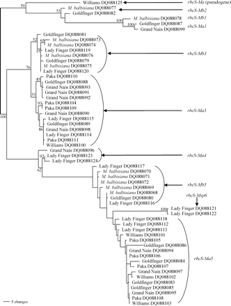 Maximum parsimony distance tree of the rbcS gene family in Musa species. The tree identifies at least six gene subfamilies including one pseudogene for rbcS genes of six different Musa accessions. Tree length=449; number of characters=627; constant characters=381; parsimony uninformative characters=63; parsimony informative characters=183; consistency index=0.655; retention index=0.942. Numbers on branches represent bootstrap percentages (>50%) from 1000 full heuristic replications. Numbers (1–6) after the gene names represent proposed gene subfamilies. Ma=Musa acuminata, Mb=M. balbisiana, Msp=Musa acuminata or M. balbisiana.