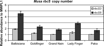 Distribution of proposed copy numbers for the rbcS subfamilies 3 and 5 in five different banana accessions, based on quantitative real-time PCR. Averages and standard deviations are shown from three replicates.
