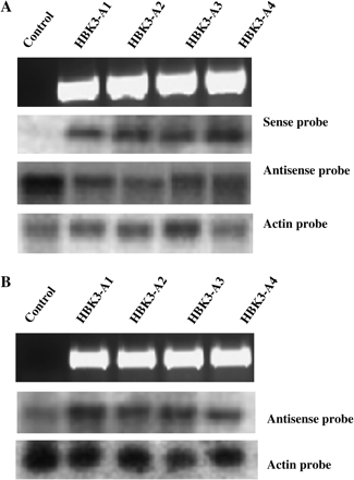 Screening of positive spruce cells transformed with HBK3 in antisense (HBK3-A1–A4) and sense (HBK3-S1–S4) orientation. (A) The presence of the pUTV45-HBK3-antisense construct in the cultures was verified using ubiquitin/HBK3 primers from genomic DNA (see Materials and methods for details). The expected amplified products were observed in the four antisense lines, but not in the control line (top panel). RNA gel blot analysis showing the presence of antisense HBK3 transcripts (second panel) and a reduction of sense HBK3 transcripts (third panel) in the HBK3-A lines. Equal loading was ensured by staining with ethidium bromide before blotting and by re-probing the same RNAs with spruce actin (fourth panel). (B) The presence of pUTV45-HBK3-sense construct was verified in the four sense (HBK3-S) lines (top panel). Compared with control, these lines had increased levels of HBK3 transcripts which were probed with the HBK3 antisense probe (second panel). Equal loading was ensured by staining with ethidium bromide before blotting and by re-probing the same RNAs with spruce actin (third panel).
