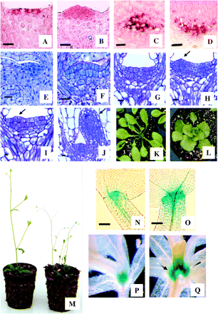 PgAGO expression in spruce embryos (A–D) and development of Arabidopsis with ectopic HBK3 expression (E–Q). (A) In shoot apical meristems (SAMs) of control spruce embryos the expression of PgAGO (red colour) is restricted to the apical cells. (B) PgAGO expression extends in the subapical cells of embryos which overexpress HBK3. (C) In control embryos expression of PgAGO is localized in the cells of the root apical meristem. (D) A similar expression pattern was also observed in embryos overexpressing HBK3. (E) SAM of wild-type Arabidopsis embryos at the cotyledonary stage of development. (F) The SAMs of Arabidopsis embryos expressing HBK3 are enlarged and characterized by a large cluster of cytoplasmic cells. (G) After 2 d of germination, the SAM of control embryos is still quiescent. (H) On the same day primordia inception (arrow) was visible in the 35S:HBK3 embryos. (I) Primodia inception (arrow) was observed around day 4 in control embryos. (J) On this day immature leaves (arrow) had already emerged from the SAM of embryos expressing HBK3. (K) Rosette leaves of wild-type Arabidopsis. (L) The leaves of plants expressing HBK3 were lobed and had short petioles. (M) Compared with the wild type (left), plants expressing HBK3 (right) were shorter and exhibited reduced apical dominance. (N) In wild-type cotyledonary embryos of the 35:GUS reporter line, GUS staining was restricted to a small cluster of apical cells. (O) The expression of GUS in the embryos of the STM:GUS reporter line transformed with HBK3 was extended to a larger group of apical and subapical cells. (P) GUS expression in wild-type STM:GUS plants 10 d after germination. (Q) In STM:GUS plants transformed with HBK3 the expression of GUS was enlarged as lateral meristems (arrows) were produced. Scale bars=10 μm (A–M, P, Q) and 50 μm (N, O).