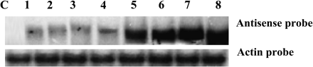 Screening of positive Arabidopsis lines transformed with HBK3. The presence of the transgene was detected using the antisense HBK3 probe and confirmed in all the transformed lines (1–8) but not in the control wild-type line (top panel). Equal loading was ensured by staining with ethidium bromide before blotting and by re-probing the same RNAs with spruce actin (second panel).