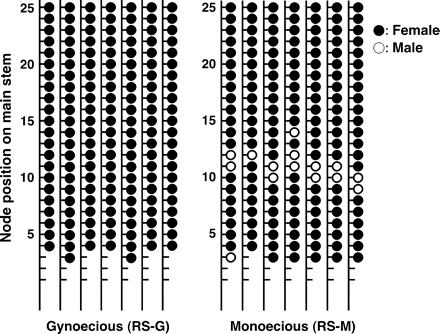 Sex of the flowers of gynoecious (RS-G) and monoecious (RS-M) cucumber plants grown in 2003 (Experiment I). The diagrammatic data show the sex of the flowers on each node of the main stems of seven individuals. Closed and open circles represent female and male flowers, respectively. Lower nodes without either circle represent the vegetative nodes. Both RS-G and RS-M plants produced their first flowers on nodes 3 or 4 on the main stems. Flowers produced by RS-G plants were all female, but RS-M plants produced male flowers at approximately nodes 10–12.