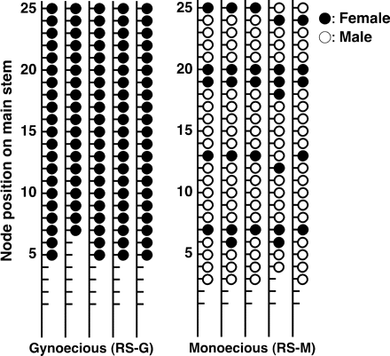 Sex of the flowers of gynoecious (RS-G) and monoecious (RS-M) cucumber plants grown in 2004 (Experiment II). The diagrammatic data show the sex of the flowers on each node of the main stems of five individuals. Closed and open circles represent female and male flowers, respectively. Lower nodes without either circle represent the vegetative nodes. The first flower appeared on node 5 in RS-G and on node 3 in RS-M plants. All flowers produced by RS-G plants were female, but RS-M plants produced female flowers on node 6–7, 12–13, 19–20, and 24–25, which were separated by 4–5 nodes with male flowers.
