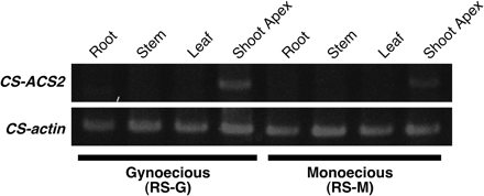 Accumulation of CS-ACS2 mRNA in different organs of gynoecious (RS-G) and monoecious (RS-M) cucumber plants. Total RNA was extracted from roots, stems, leaves and shoot apices of plants at the 5-leaf stage and analysed by RT-PCR.