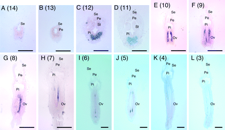 In situ hybridization analysis of CS-ACS2 mRNA accumulation in flower buds from successive nodes on the main stem of gynoecious (RS-G) cucumber plants (Experiment I). Flower buds at different stages of development were harvested from nodes 14 (A) to 3 (L) on the main stem of RS-G plants grown in 2003. Numbers in the parentheses indicate the node position on the main stem. Se, sepal; Pe, petal; St, stamen or its primodium; Pi, pistil or its primodium; Ov, ovary. Scale bars for nodes 14 (A) to 11 (C) and for nodes 10 (D) to 3 (K) represent 200 μm and 500 μm, respectively.