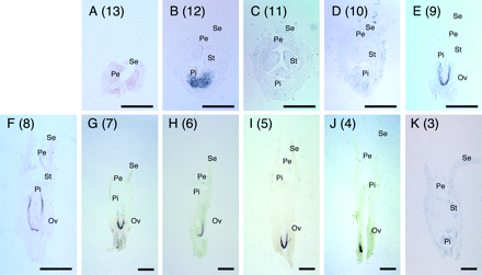 In situ hybridization analysis of CS-ACS2 mRNA accumulation in flower buds from successive nodes on the main stem of monoecious (RS-M) cucumber plants (Experiment I). Flower buds at different stages of development were harvested from nodes 13 (A) to 3 (K) on the main stem of RS-M plants grown in 2003. Numbers in the parentheses indicate the node position on the main stem. Se, sepal; Pe, petal; St, stamen or its primodium; Pi, pistil or its primodium; Ov, ovary. Scale bars for nodes 13 (A) to 11 (C) and for nodes 10 (D) to 3 (K) represent 200 μm and 500 μm, respectively.