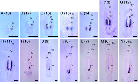 In situ hybridization analysis of CS-ACS2 mRNA accumulation in flower buds from successive nodes on the main stem of gynoecious (RS-G) cucumber plants (Experiment II). Flower buds at different stages of development were harvested from nodes 18 (A) to 5 (N) on the main stem of RS-G plants grown in 2004. Numbers in the parentheses indicate the node position on the main stem. Se, sepal; Pe, petal; St, stamen or its primodium; Pi, pistil or its primodium; Ov, ovary. Scale bars for nodes 18 (A) to 15 (D) and for nodes 14 (F) to 5 (N) represent 200 μm and 500 μm, respectively.