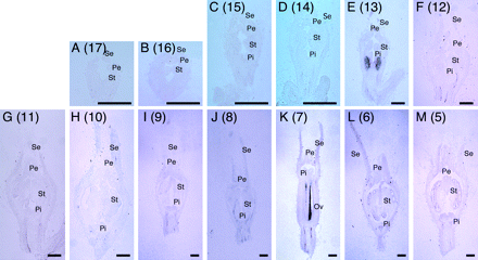 In situ hybridization analysis of CS-ACS2 mRNA accumulation in flower buds from successive nodes on the main stem of monoecious (RS-M) cucumber plants (Experiment II). Flower buds at different stages of development were harvested from nodes 17 (A) to 5 (M) on the main stem of RS-M plants grown in 2004. Numbers in the parentheses indicate the node position on the main stem. Se, sepal; Pe, petal; St, stamen or its primodium; Pi, pistil or its primodium; Ov, ovary. Scale bars for nodes 17 (A) to 14 (D) and for nodes 13 (E) to 5 (M) represent 200 μm and 500 μm, respectively.
