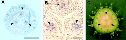 Accumulation of CS-ACS2 mRNA in the developing ovary of cucumber plants. Female flower buds were harvested from node 9 of gynoecious (RS-G) plants at the 5-leaf stage for in situ hybridization (A, B). (A, B) The location of CS-ACS2 mRNA accumulation (arrowhead) in the cross-section of the developing ovary. (C) The cross-section of the ovary at anthesis, in which the arrowhead indicates the region of the placenta. Scale bars in (A), (B), and (C) represent 500 μm, 100 μm, and 1 mm, respectively.
