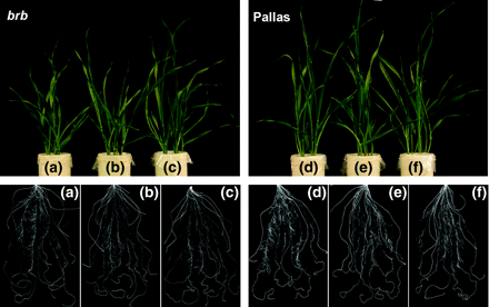 Shoot and root growth in barley genotypes grown at different Zn levels in soil culture at 16 DAE. (a) Zn0, (b) Zn0.1, and (c) Zn1 in brb; (d) Zn0, (e) Zn0.1, and (f) Zn1 in Pallas.