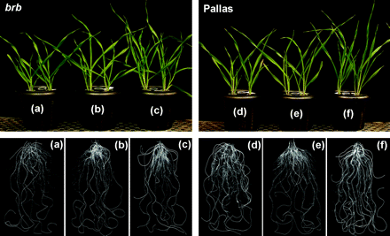 Shoot and root growth in barley genotypes grown at different Zn levels in solution culture at 16 DAT. (a) Zn0.005, (b) Zn0.05, and (c) Zn0.5 in brb; (d) Zn0.005, (e) Zn0.05, and (f) Zn0.5 in Pallas.