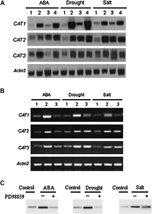 CAT1 expression in AtMEK1 mutant plants mek1 and the over-expressing lines and stress-induced AtMEK1 and CAT gene family activation and inhibition by PD98059. (A) Changes in the transcript levels of CAT, CAT2, and CAT3 induced by ABA, drought, or salt in wild-type, mutant, and over-expressing plants, mek1 and MEK1-OE by northern blot. 1, Control; 2, Col-0 lines; 3, AtMEK1 null mutant lines; 4, AtMEK1 over-expressing plants. The Actin2 gene was used as a loading control. (B) The transcript levels of ABA-, water deficit-, and salt-induced CAT1, CAT2, and CAT3 analysed by RT-PCR. Treatments were as follows: 1, control; 2, different treatments (0.1 mM ABA, drought stress for 4 h or 300 mM NaCl for 4 h); 3, 50 μM PD98059 (pretreated for 12 h) plus different treatments (0.1 mM ABA, drought stress for 4 h or 300 mM NaCl for 4 h). The Actin2 gene was used as a loading control. Experiments were repeated three times using samples from independent treatments. (C) Activation of AtMEK1 by ABA, drought, and salt stress and the effects of the MAPKK inhibitor PD98059 on different stresses. AtMEK1 activity was determined after transient expression in plant cells upon different stress treatments. GFP epitope-tagged AtMEK1 was immunoprecipitated from Arabidopsis protoplasts following stress treatments for 10 min: ABA (10 μM ABA), drought (30% PEG6000), salt (300 mM NaCl). AtMEK1 kinase activity was determined by in vitro kinase assays using kinase-inactive GST-MPK4 as a substrate. For the inhibitor experiment, protoplasts were pretreated with 0 μM (–) and 50 μM PD98059 (+) for 4 h and followed with the stress treatments. All experiments were repeated three times using samples from independent treatments.