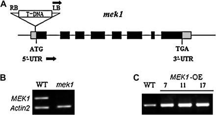 Verification of AtMEK1 mutants and RT-PCR analyses for AtMEK1 over-expressing plants. (A) LB, T-DNA left border; RB, T-DNA right border. Black boxes represent exons. The T-DNA insert is not drawn to scale. The black arrows at LB indicate the T-DNA left border primer, and the black arrows indicate the AtMEK1-specific primers used for mutant isolation. (B) Verification of AtMEK1 mutant, mek1. Reverse transcription-polymerase chain reaction (RT-PCR) analysis for AtMEK1 transcript. The AtMEK1 transcript was present in total RNA from wild-type Arabidopsis but absent in the AtMEK1 mutant. As a control, Actin2 primers that amplify a 500 bp product were added together with AtMEK1 primers in each PCR reaction. (C) The transcript levels of AtMEK1 in different over-expression lines analysed by RT-PCR. Total RNA was extracted from wild-type plants or AtMEK1 over-expressing plants.