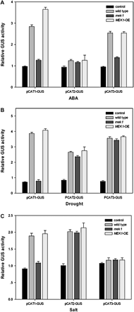 Transient GUS expression in Arabidopsis protoplasts transformed with three chimeric constructs. (A) The effects of ABA on transient GUS expression from pHBT95–GUS, pCAT1–GUS, pCAT2–GUS, and pCAT3–GUS in wild-type, mek1, and over-expressing plants. Three vectors containing the GUS reporter gene were constructed under the control of the promoter of CAT1, CAT2, and CAT3, respectively. The vectors were transformed into different Arabidopsis protoplasts (wild-type, mek1, and over-expressing) by incubating at 23 °C for 12 h, then treated with 100 μM ABA and incubated for another 16 h. GUS activities (pmol 4-MU produced min−1 μg−1 protein) were fluorimetrically determined and normalized by comparison with control experiments of pHBT95–GUS. Mean values from four independent experiments are shown. Vertical lines refer to standard errors. (B) The effects of drought on the transient GUS expression from pHBT95–GUS, pCAT1–GUS, pCAT2–GUS, and pCAT3–GUS in wild-type, mek1, and over-expressing plants. The experiments were repeated four times with similar results. (C) Changes in transient GUS expression from pHBT95–GUS, pCAT1–GUS, pCAT2–GUS, and pCAT3–GUS in wild-type, mek1, and over-expressing plants after treatment with 300 mM NaCl. Experiments were repeated three times using samples from independent treatments.